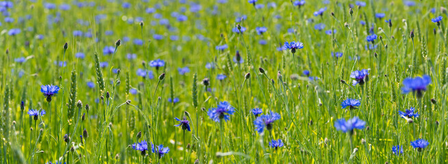 Wide angle panorama of a cornflower field. Bachelor's button (Cyanus segetum) with transluscent intense blue petals. Flowers and buds on a green meadow or pasture with blurred background in summer
