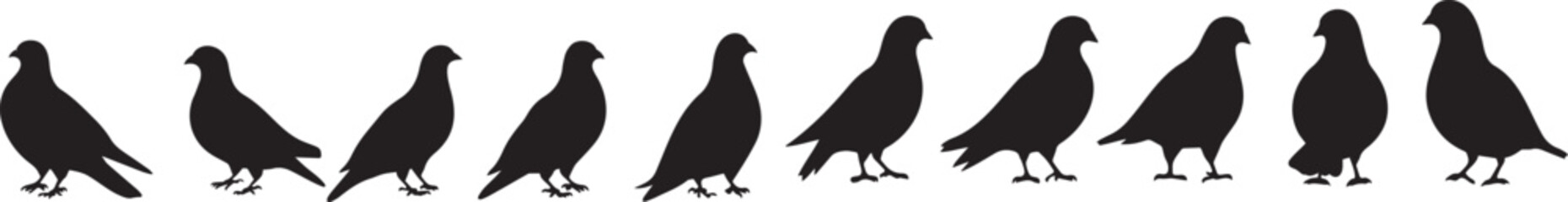 Twelve Pigeon Silhouettes A Monochrome Bird Illustration