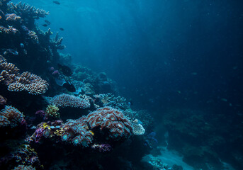 Obraz premium Ethereal Underwater Coral Reef Scene with Bioluminescent Blue Light and Dreamlike Ocean Depths