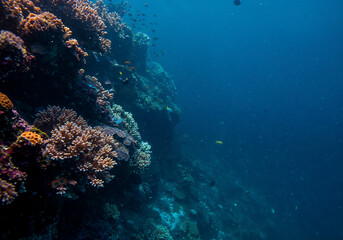 Fototapeta premium Ethereal Underwater Coral Reef Scene with Bioluminescent Blue Light and Dreamlike Ocean Depths