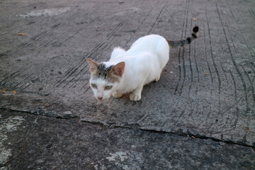 Curious White Cat on Concrete Surface