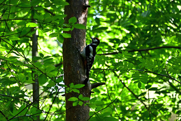 A wild woodpecker on a tree in the forest gets its food.