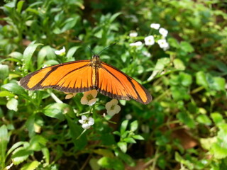 butterfly on flower