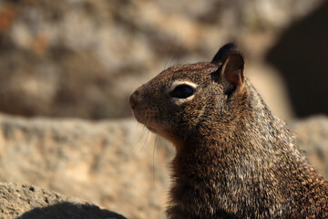 A California ground squirrel stands and looks into the distance