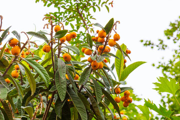Loquat fruits on a tree branch
