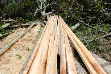 Arrangement of wooden beams after cutting using a chainsaw in the forest.