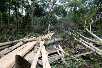 Condition of the forest after felling trees using chainsaws.
