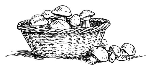 mushrooms in wicker basket vector sketch © Kaz
