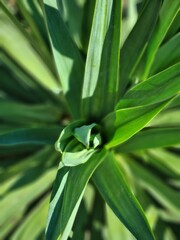 Obraz premium plant background