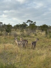 Safari in South Africa