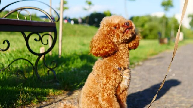 An Extremely Happy and Playful Dog Joyfully Strolling in the Park While Enjoying Its Walk on a Leash
