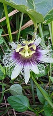 Passiflora caerulea