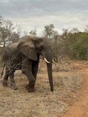 Safari in South Africa