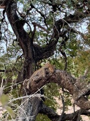 Safari in South Africa