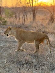 Safari in South Africa