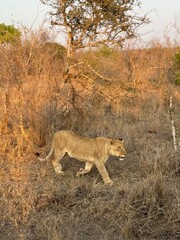 Safari in South Africa
