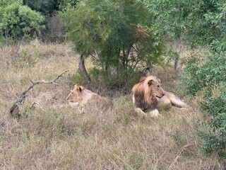 Safari in South Africa