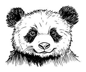 hand drawn panda bear head vector line art portrait
