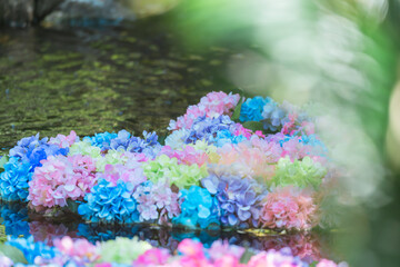 雨引観音の美しいあじさいの花