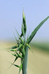 An oat ear damaged by the caterpillars of a moth from the tortrix moth family.