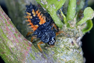 Harlequin ladybug larva eating an aphid.