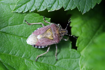 Hairy Shieldbug (Dolycoris baccarum) on leaf. 