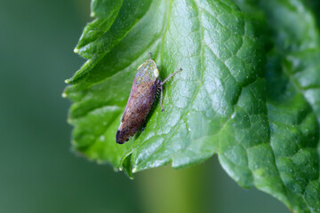 Natural closeup on a small Cherry cicada, Fieberiella florii, a plant sucking pest species in the garden
