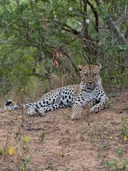 Safari in South Africa