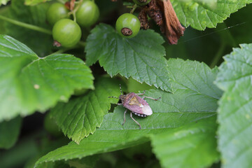 Hairy Shieldbug (Dolycoris baccarum) on leaf of blackcurrant. Pests in orchards.