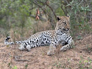 Safari in South Africa