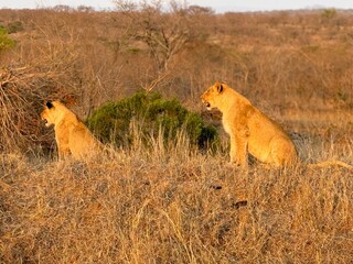 Safari in South Africa