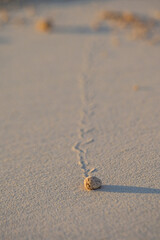 sand ball rolling down a dune