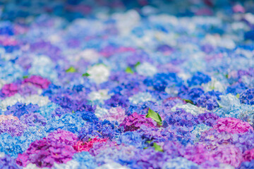 雨引観音の美しいあじさいの花