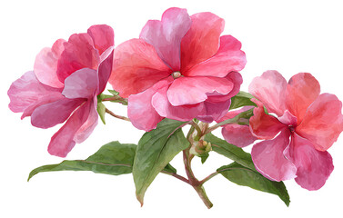 Obraz premium Impatiens flower, transparent background PNG clipart cutout