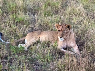 Safari in South Africa