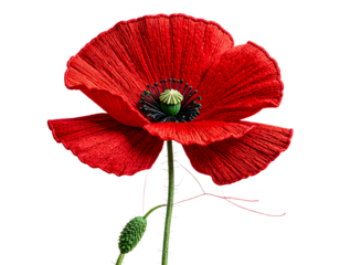 Minimalist Embroidery Art of Single Blooming Poppy with Loose Stitches, Transparent PNG