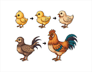 Fototapeta premium Chick to Hen or Rooster. Pictures Showing External Changes in Fowl as They Grow. Isolated Poultry Icons on a White Background. Cartoon Vector Illustration. 