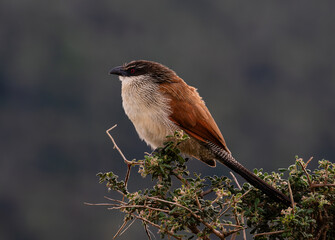 One Burchell's coucal sitting on a branch and looking to the left with clear background