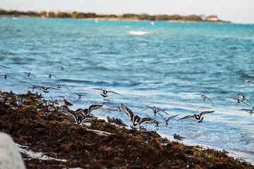 Flock of Seagulls Feeding on Rocky Shore at Key West Beach, Florida, USA