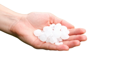 Holding Large Hailstones After a Storm on white background.