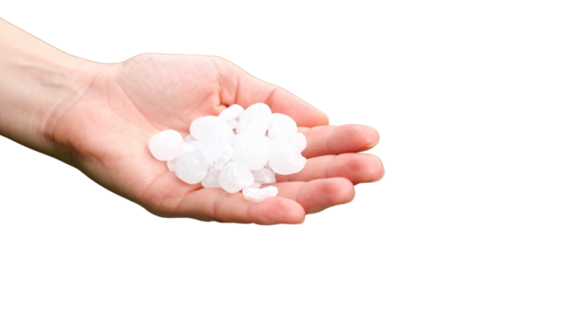 Holding Large Hailstones After a Storm on white background.

