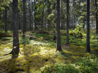 Fototapeta premium Trees growing in the forest