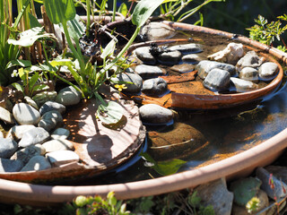 Bees drinking in a watering hole in the garden specially designed for bees and wasps