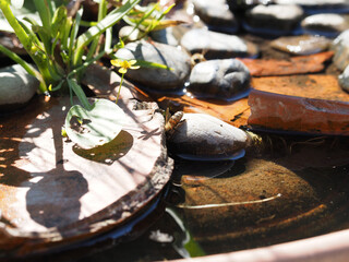 Bees drinking in a watering hole in the garden specially designed for bees and wasps