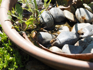 Bees drinking in a watering hole in the garden specially designed for bees and wasps