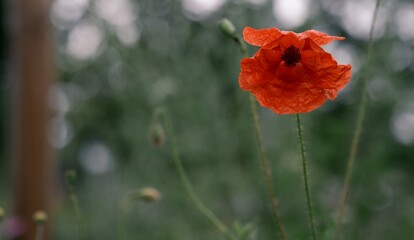 A solitary flower in a field. A red poppy. Photo #1