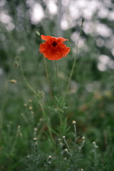 A solitary flower in a field. A red poppy. Photo #2.
