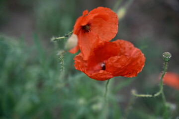 A solitary flower in a field. A red poppy. Photo #3.