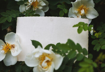 Vintage empty paper lies on green leaves of a plant with flowers, creating a rustic and natural background. The weathered sheet blends with botanical foliage