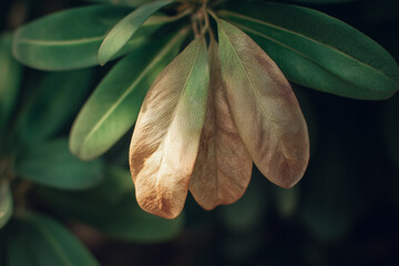 Obraz premium Close-up View of Infected Leaves Displaying Browning and Damage During the Afternoon Hours in a Garden Setting